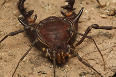 Gonyleptidae