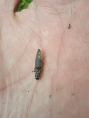 Conoderus semimarginatus