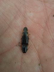 Conoderus semimarginatus