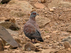 Columba guinea