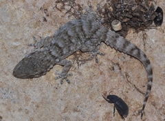 Tarentola mauritanica mauritanica