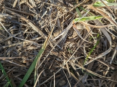Leporidae