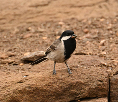 Melaniparus afer