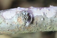 Phlebiopsis crassa
