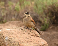 Emberiza capensis