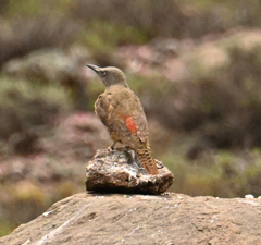 Geocolaptes olivaceus