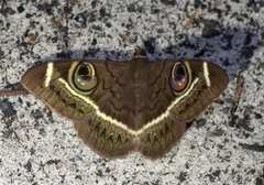 Cyligramma latona