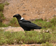 Corvus albicollis
