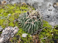 Echinofossulocactus pentacanthus