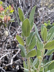 Arctostaphylos