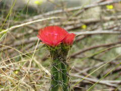 Corryocactus melanotrichus