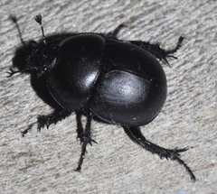 Thorectes punctatolineatus