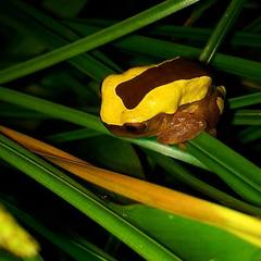Dendropsophus leucophyllatus