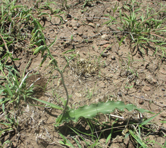 Dipcadi platyphyllum