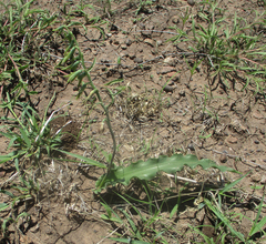 Dipcadi platyphyllum