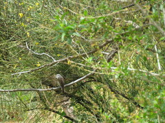 Ochthoeca leucophrys