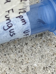 Sciaroidea