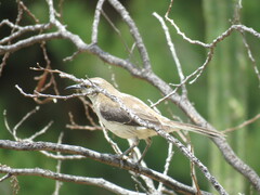 Mimus dorsalis