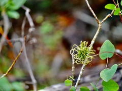 Clematis texensis