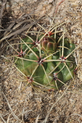 Gymnocalycium monvillei