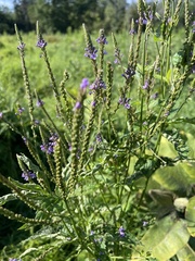 Verbena hastata