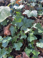 Hedera helix