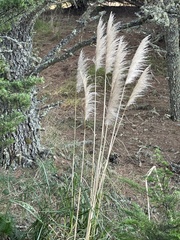 Cortaderia