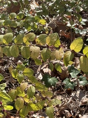 Lonicera fragrantissima