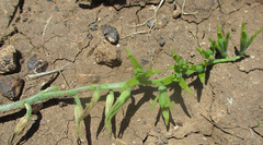 Dipcadi platyphyllum