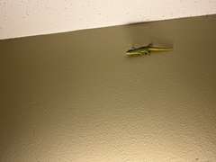 Phelsuma laticauda laticauda