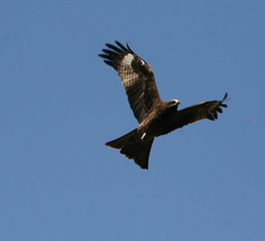 Milvus migrans lineatus