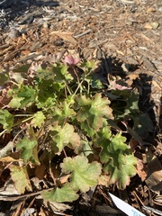 Heuchera elegans
