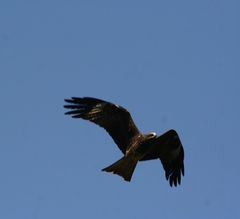 Milvus migrans lineatus