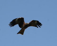Milvus migrans lineatus