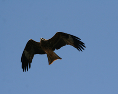 Milvus migrans lineatus