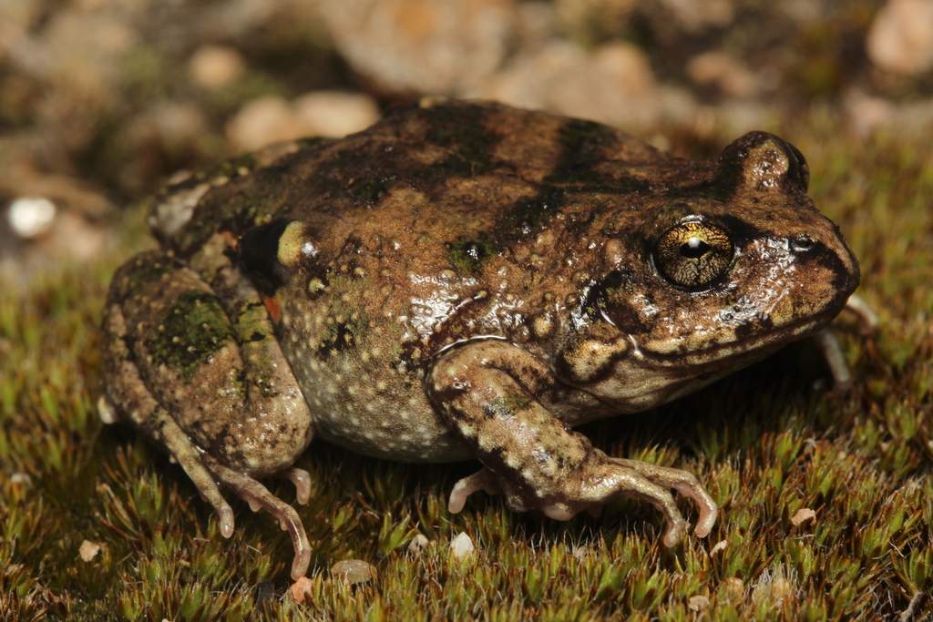Achala's Four-Eyed Frog
