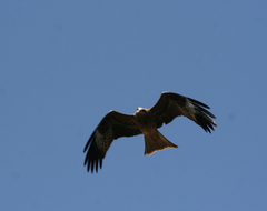 Milvus migrans lineatus