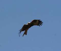 Milvus migrans lineatus