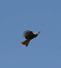 Milvus migrans lineatus