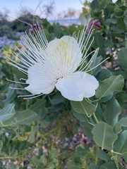 Capparis sandwichiana