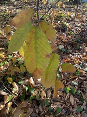 Ulmus rubra