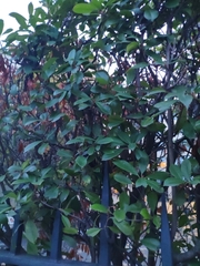 Photinia serrulata