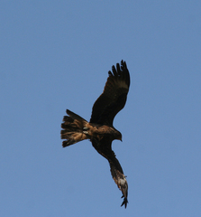 Milvus migrans lineatus
