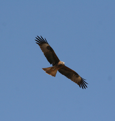 Milvus migrans lineatus