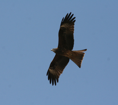 Milvus migrans lineatus
