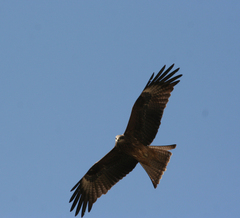 Milvus migrans lineatus