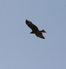 Milvus migrans lineatus