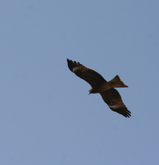 Milvus migrans lineatus
