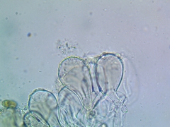 Pluteus phlebophorus