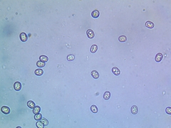 Pluteus phlebophorus